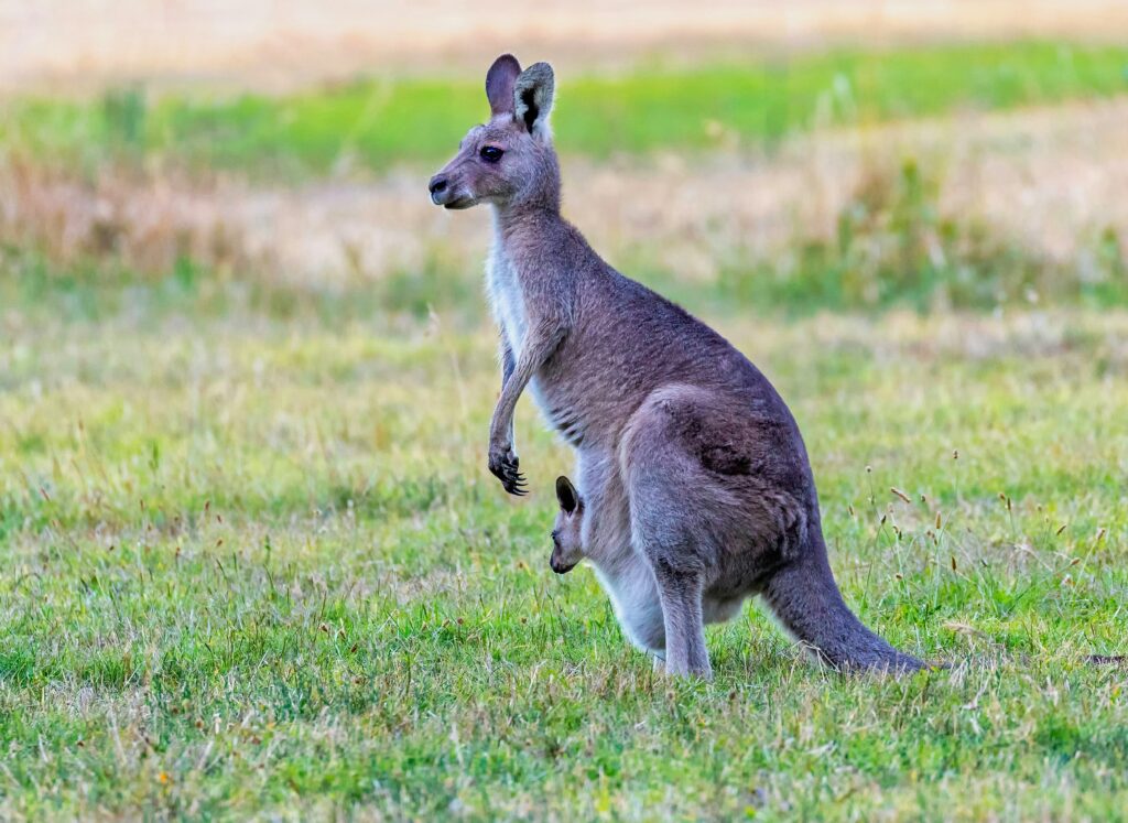 Kangaroo in Sydney